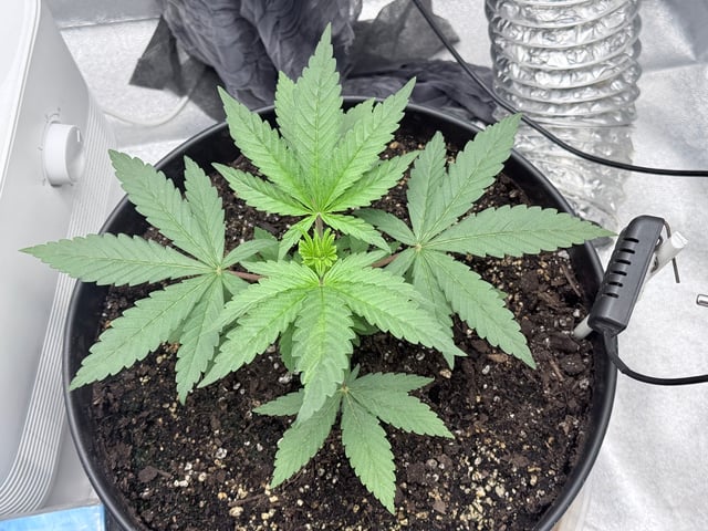 Blue Dream Grow — vegetative, day 5