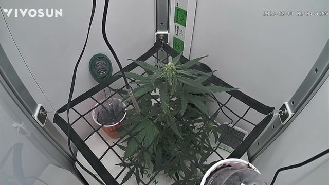 Mindfield - with Girl Scout Cookies (auto) — flower, day 16