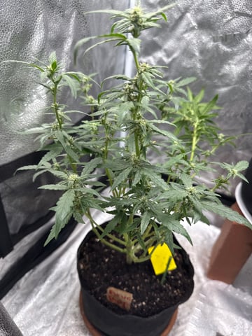 my grow — flower, day 1