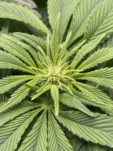 2025-26 harvest INDOOR — flower, day 99