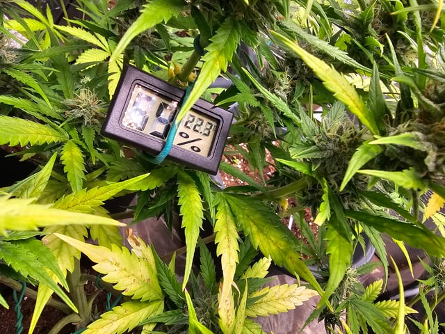 round 2 — flower, day 79