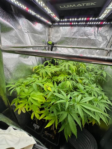 Mimosa x Orange Punch, Runtz Carlton, Gush Mints x Grape Cake Cream — vegetative, day 45