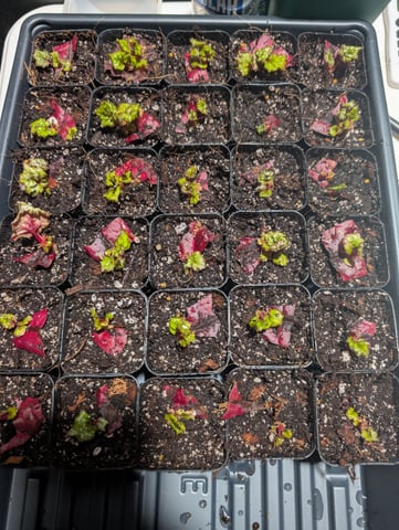 See what grows — vegetative, day 179