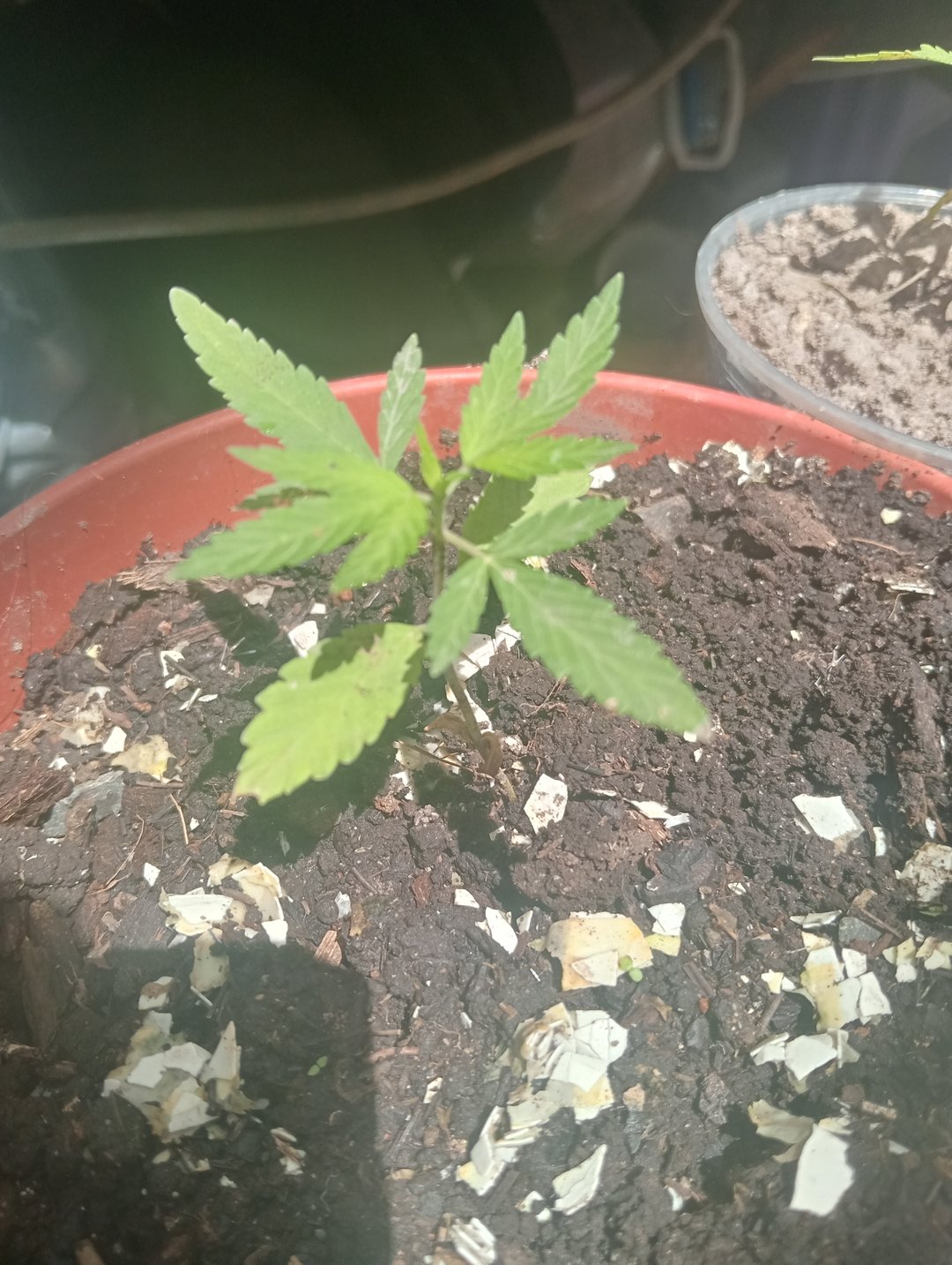 Primer Cultivo
