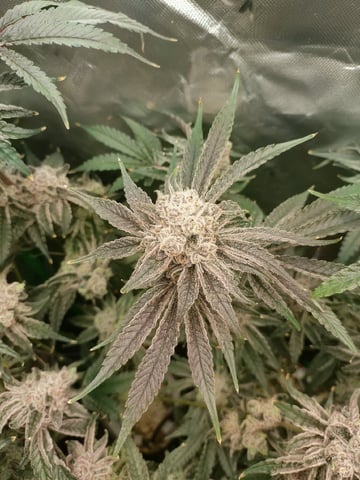 Mainely Genetics Micro Pheno Hunt — flower, day 95