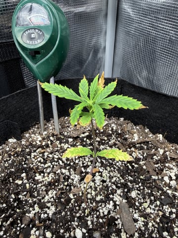 Gorilla Cookies — 1st Grow — vegetative, day 36