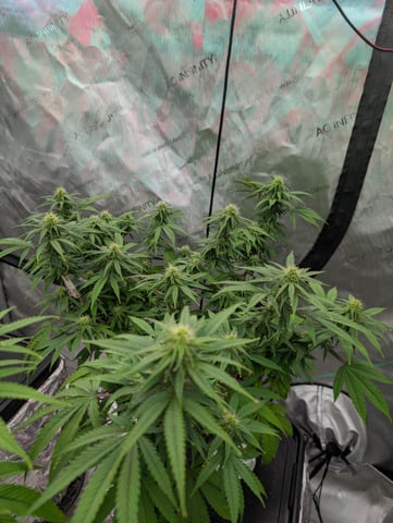 Black African Magic — flower, day 88