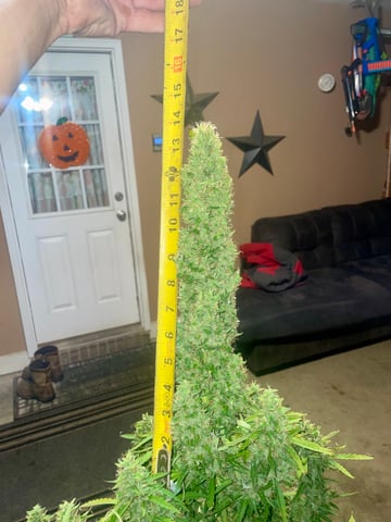 2nd Grow Ever — flower, day 68