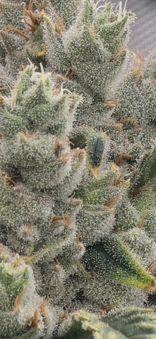 strawberry guava bx — flower, day 29