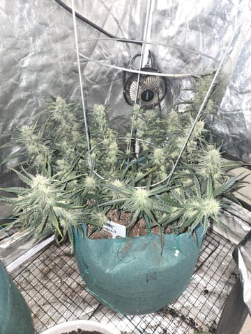 high octane x holy grail  — auto, day 56