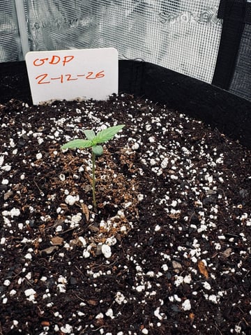 Frugal Farmer #1 — seedling_rooting, day 8