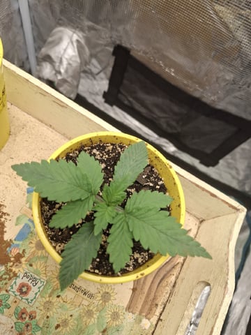 First Grow