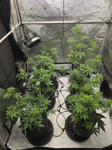 2nd Grow Lemon Cherry Cookies — vegetative, day 36