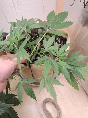 Gugugaga — flower, day 21