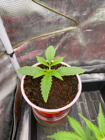 blackberry marshmallows  — seedling_rooting, day 15