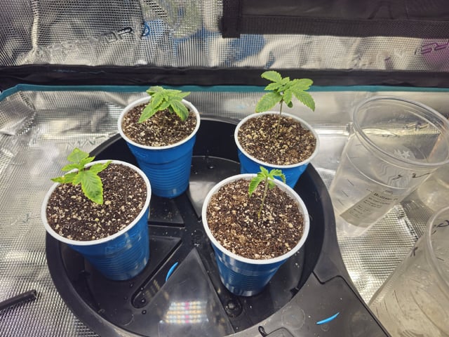 Crushberry Sugar — vegetative, day 14