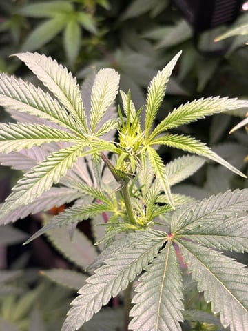 Am inside — flower, day 70