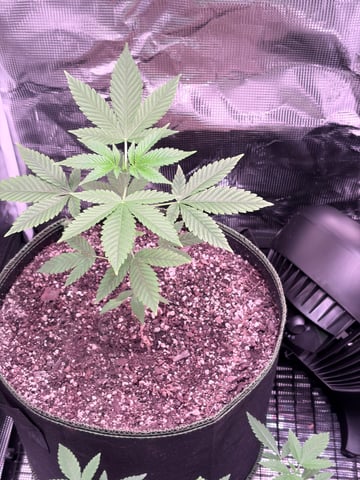 CANDYLAND — vegetative, day 40