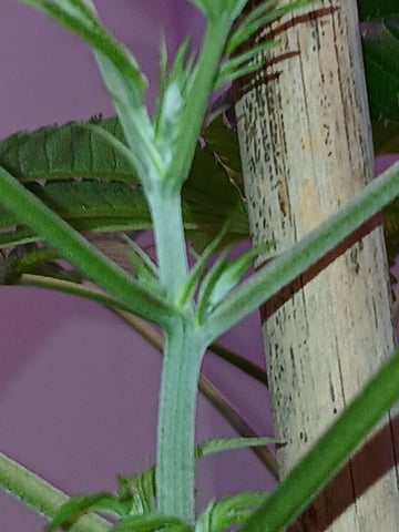 triangle kush  — vegetative, day 30