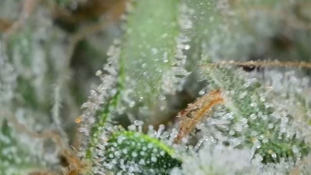Fruity Pebbles — flower, day 97