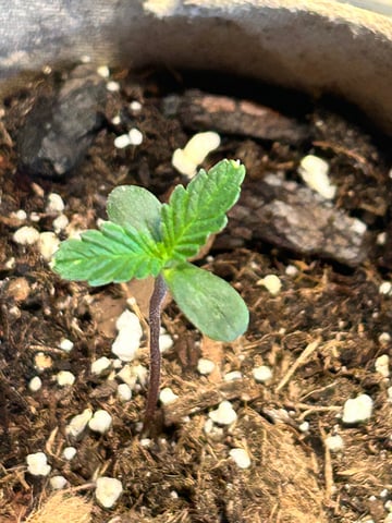 First ever grow — seedling_rooting, day 11