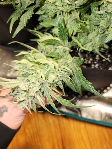 Autoflower grow. my first grow 