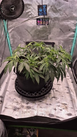 zlurricane blast — vegetative, day 42