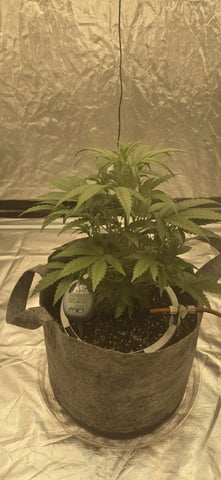 #001 - 3WOK — vegetative, day 4
