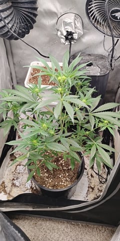 two clones and sour diesel  — flower, day 14