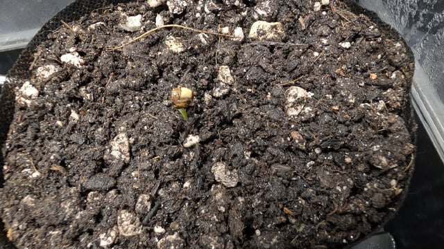 Double Smile And (Alien Vs Triangle X Strawberry Nuggets) — germination, day 1