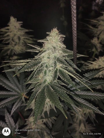 Blueberry Cupcake -- Humboldt County (pheno hunt/clone run) — flower, day 33