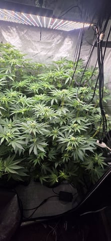 Maple Nectar  — flower, day 60