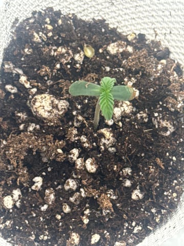 tropickle — seedling_rooting, day 1