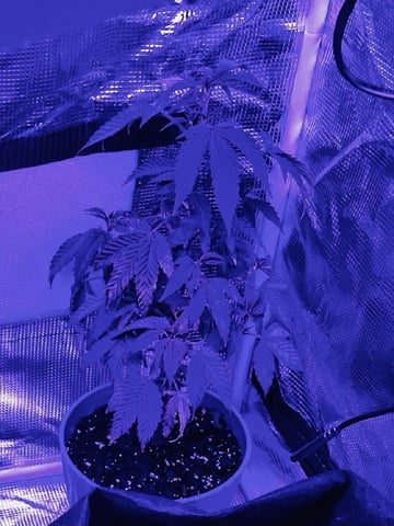 White Widow Auto