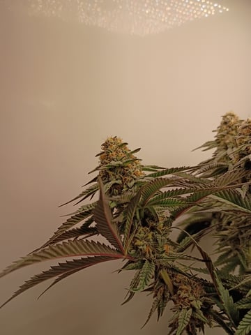 Lokie OG x Permanent Marker — flower, day 95