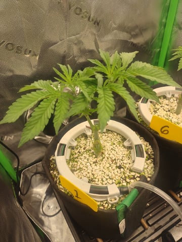 Mainely Genetics Micro Pheno Hunt — vegetative, day 29