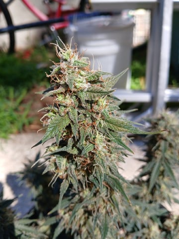 Lsd25, Dosido,GDP All Autos. — grow_setup, day 61
