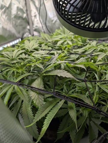 Cinderella 99 — flower, day 64