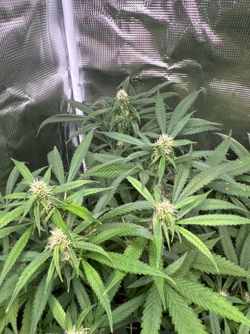 Photo Femboy Party — flower, day 2