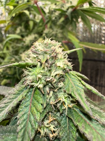 trying some bag seeds — flower, day 62