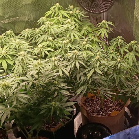 TentPlantLightFan — flower, day 92