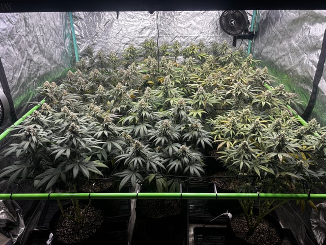 Pink Passion Fruit — flower, day 95