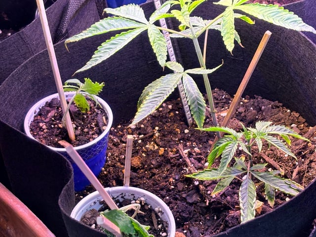 mixing it up — vegetative, day 15