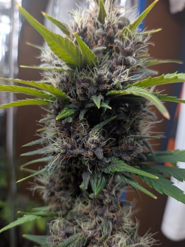 Mendo Frost / Gorilla Cookie / Banana Purple Punch  — flower, day 65