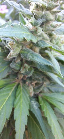 White Widow/Gorilla Glue — vegetative, day 96