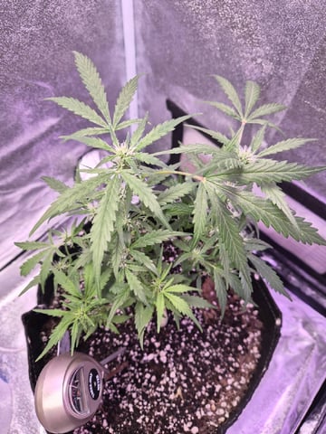 I'll get it right — flower, day 63