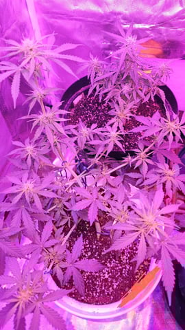first grow adventure  — vegetative, day 42