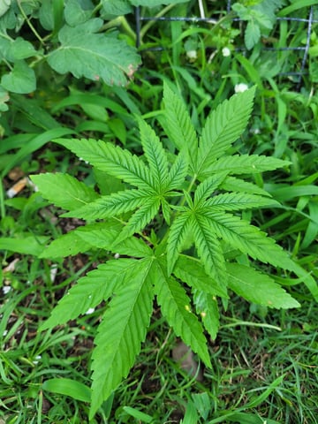 1st Gas — vegetative, day 2