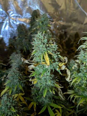 first grow — flower, day 80