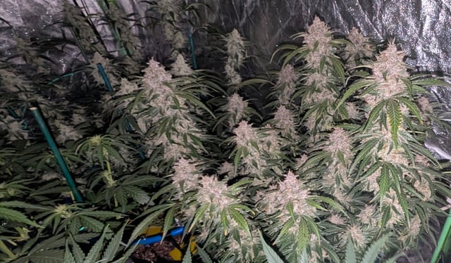 Mixed Grow — flower, day 77